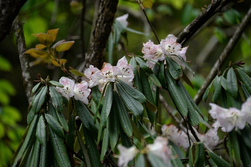 Rhododendron hunnewellianum photo 3