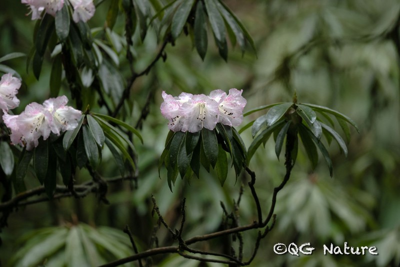 Rhododendron hunnewellianum photo 4