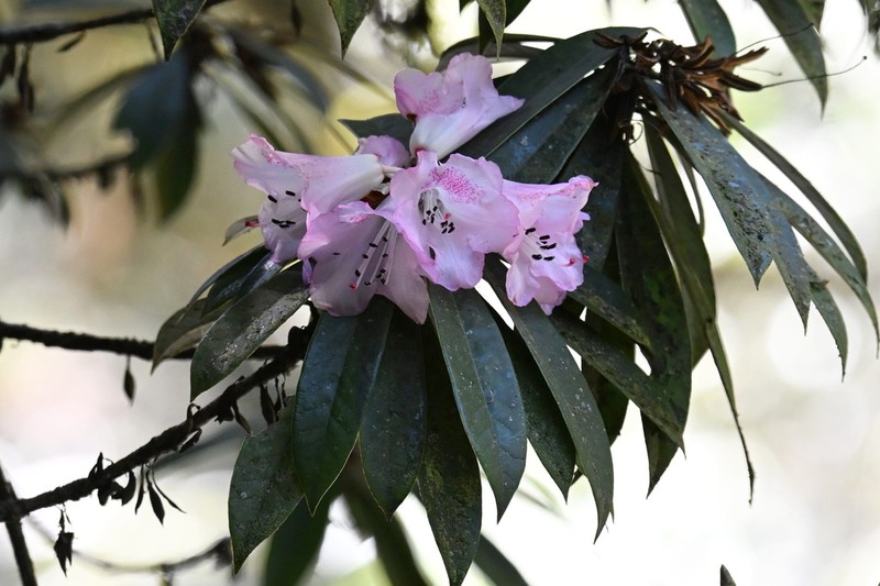 Rhododendron hunnewellianum photo 5