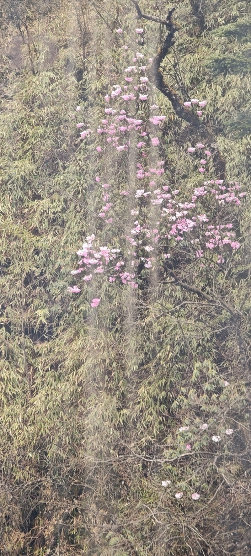 Rhododendron hunnewellianum photo 6