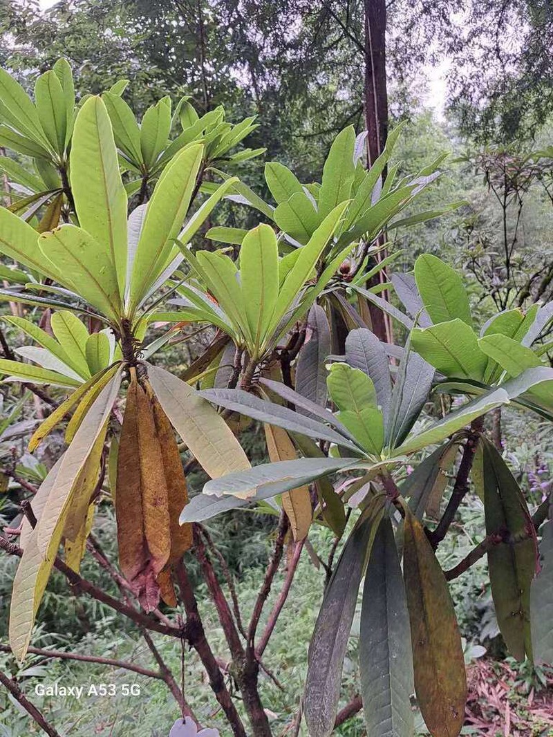 Rhododendron hunnewellianum photo 7