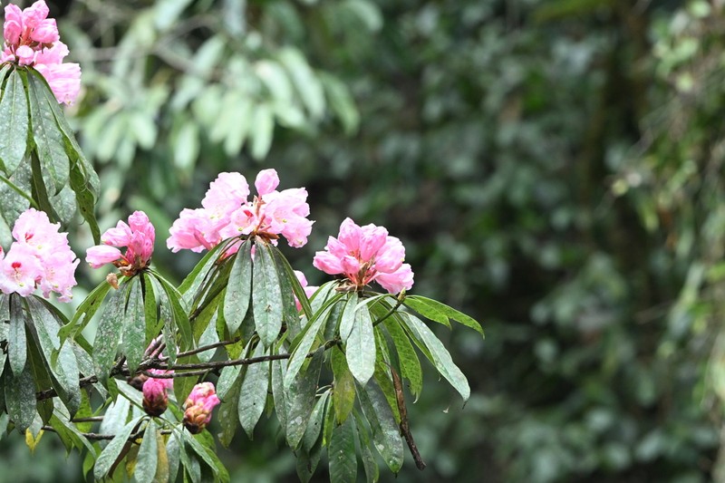 Rhododendron hunnewellianum photo 8