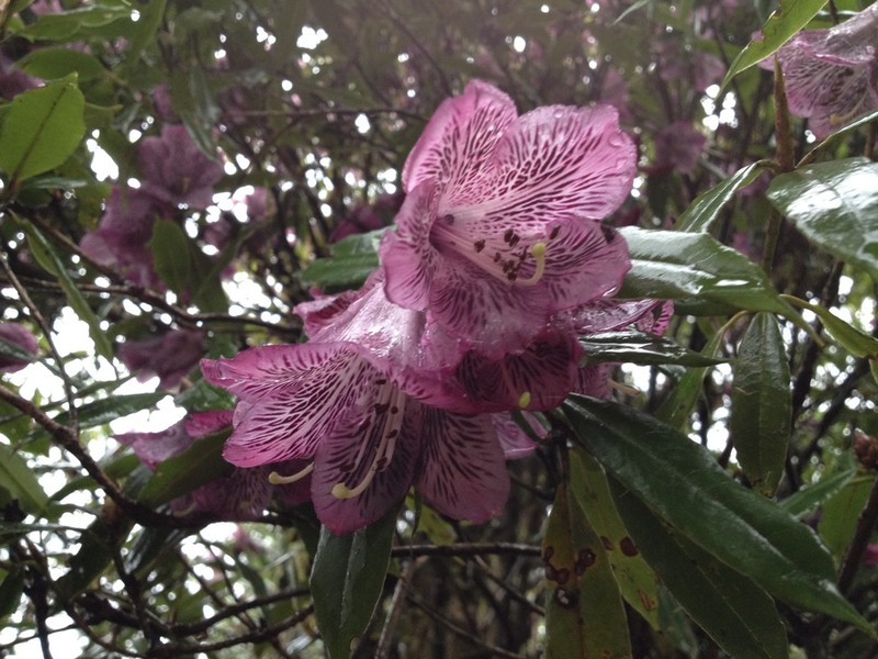 Rhododendron hylaeum