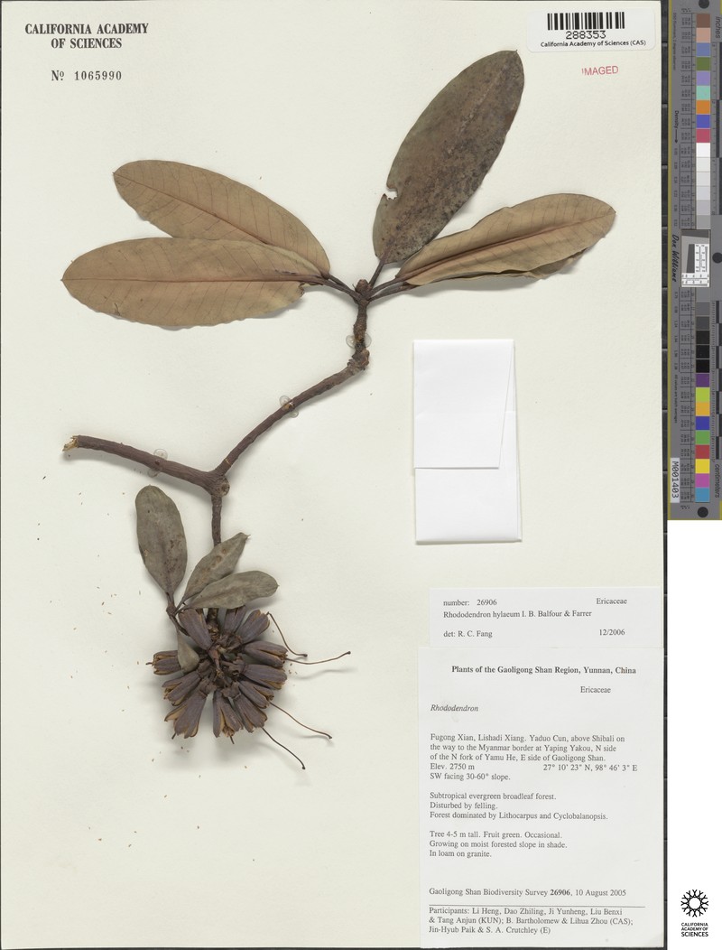 Rhododendron hylaeum photo 3