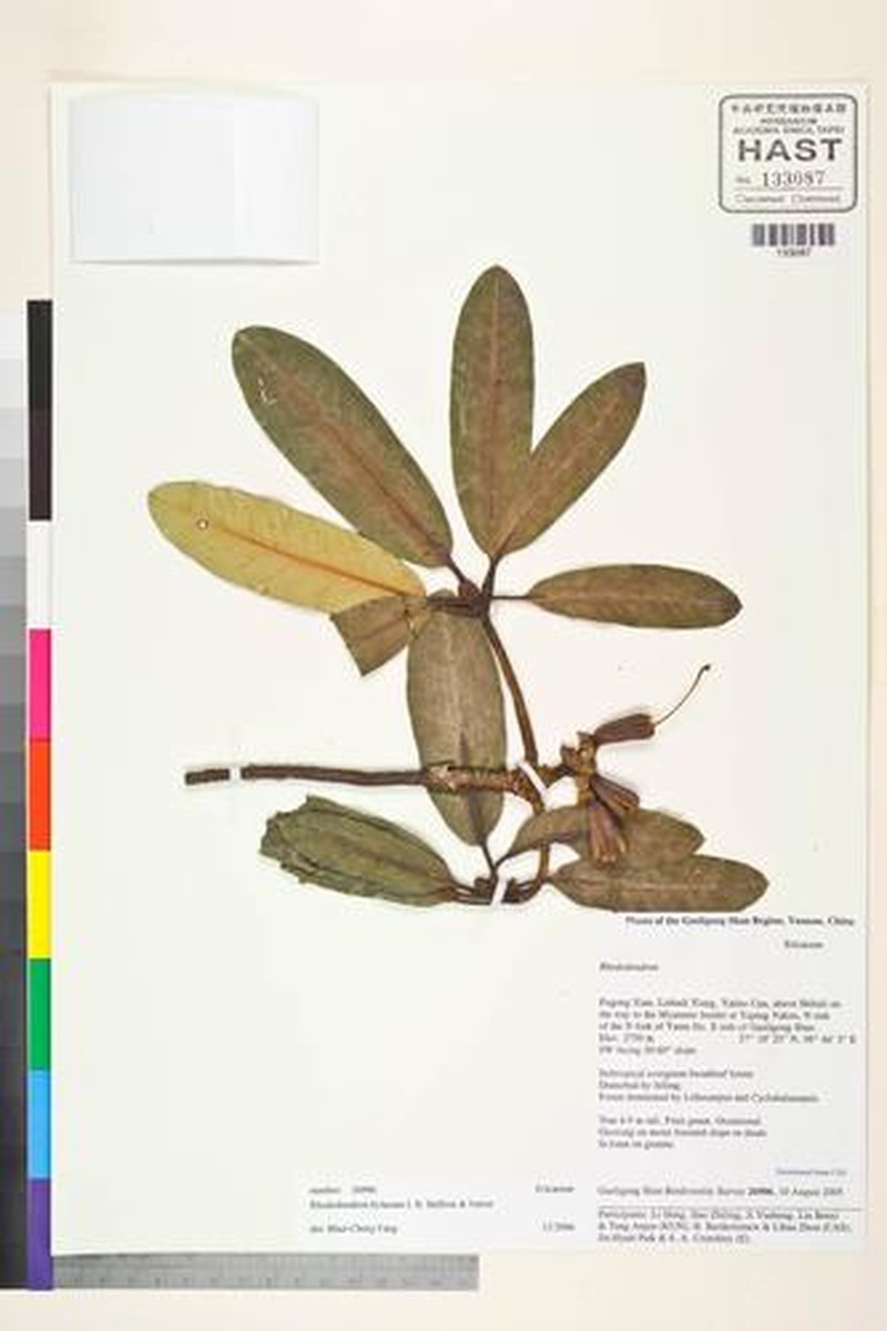 Rhododendron hylaeum photo 4