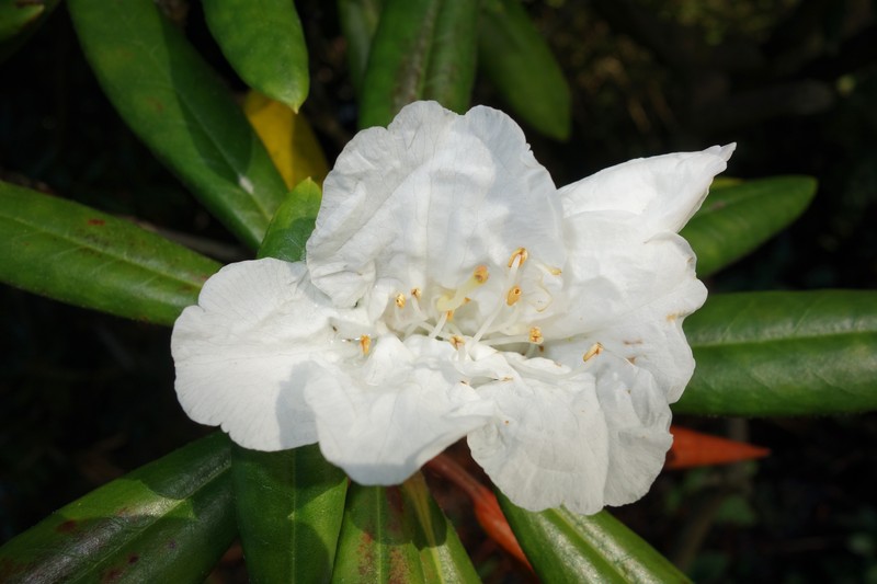 Rhododendron hyperythrum
