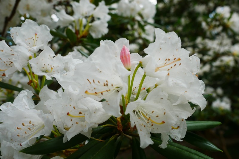 Rhododendron hyperythrum photo 2