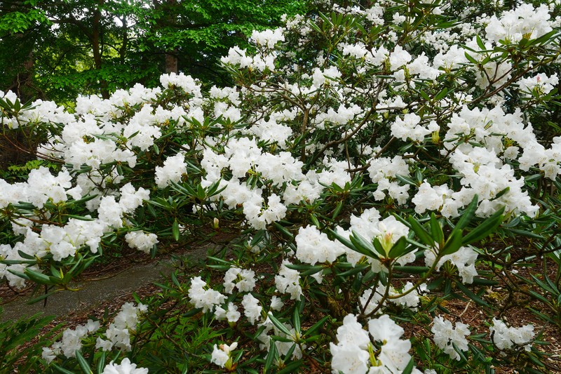 Rhododendron hyperythrum photo 3