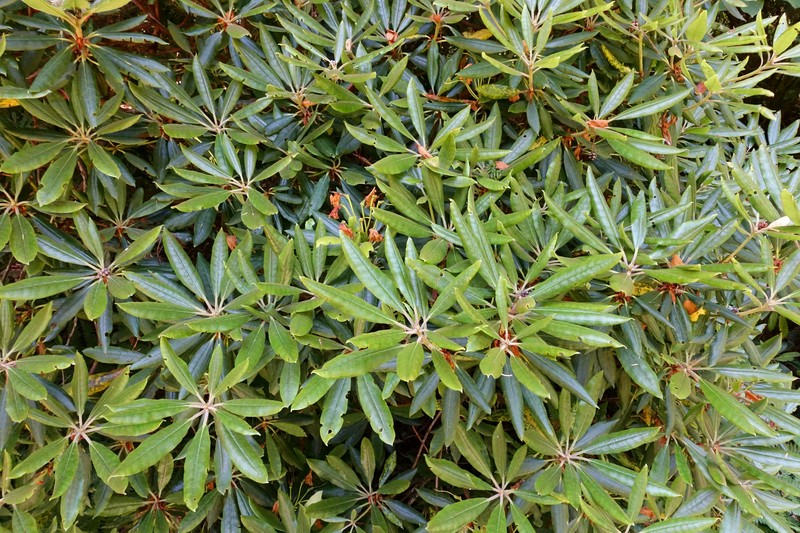Rhododendron hyperythrum photo 4