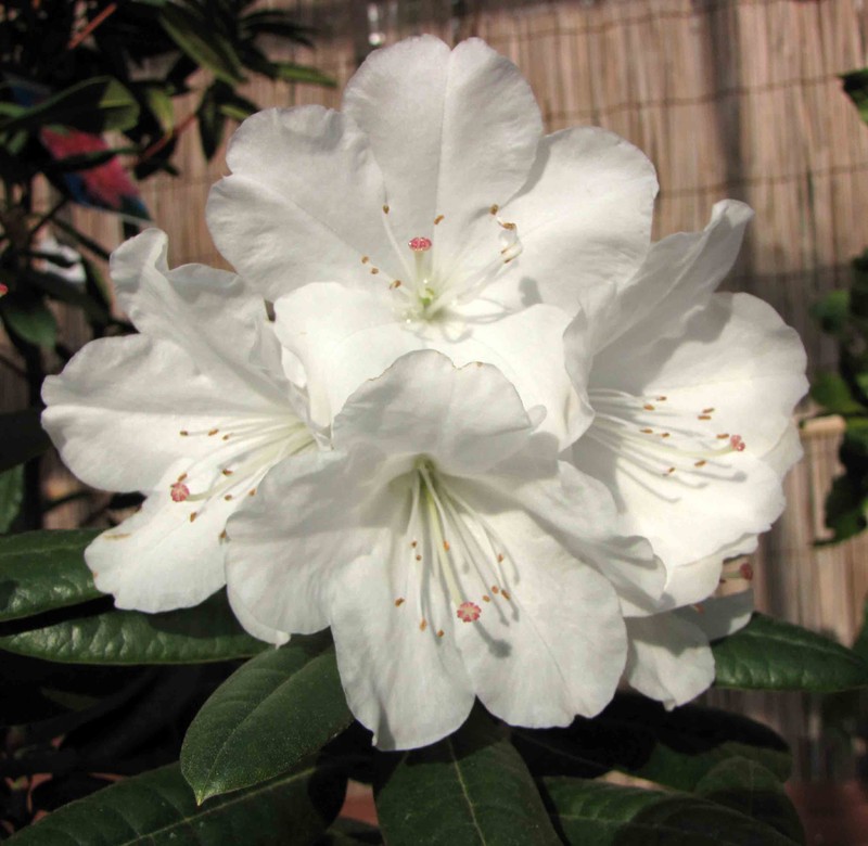 Rhododendron hyperythrum photo 5