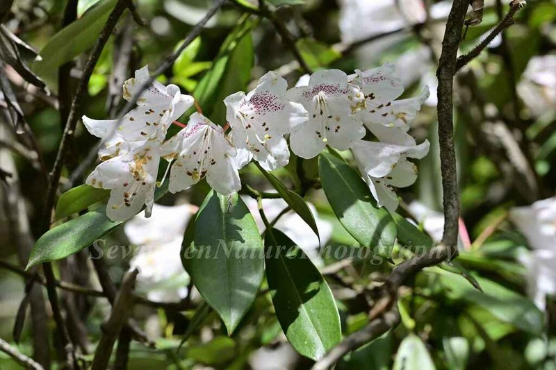 Rhododendron hypoglaucum photo 2