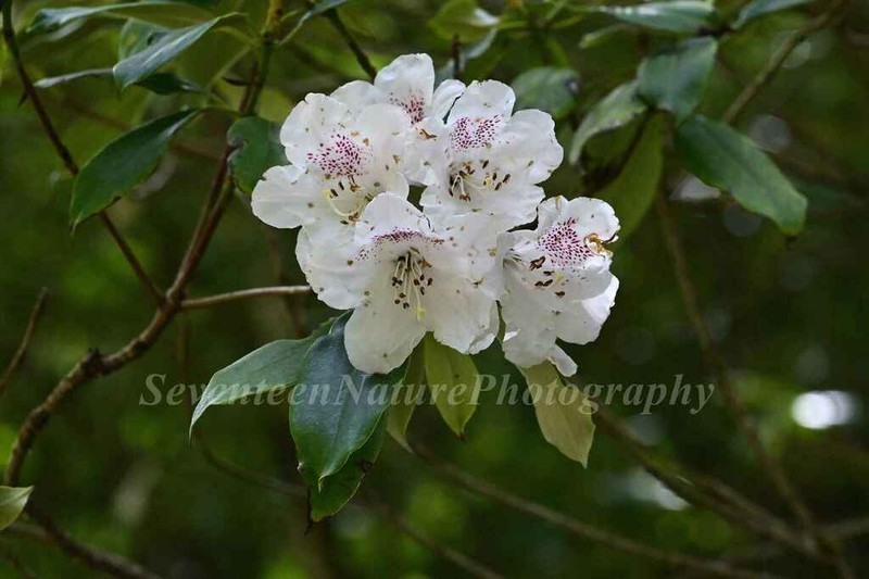 Rhododendron hypoglaucum photo 3