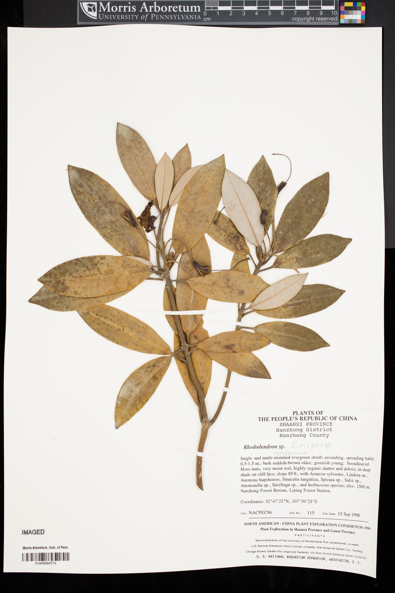 Rhododendron hypoglaucum photo 4