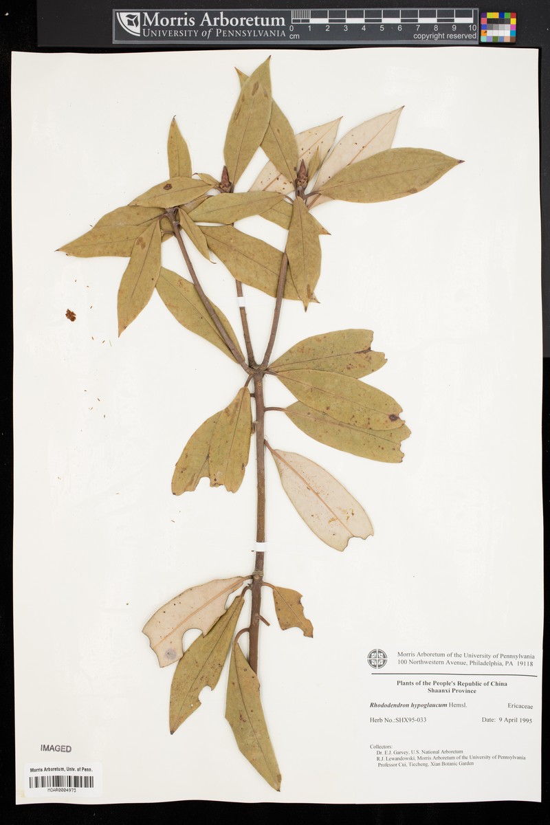Rhododendron hypoglaucum photo 5