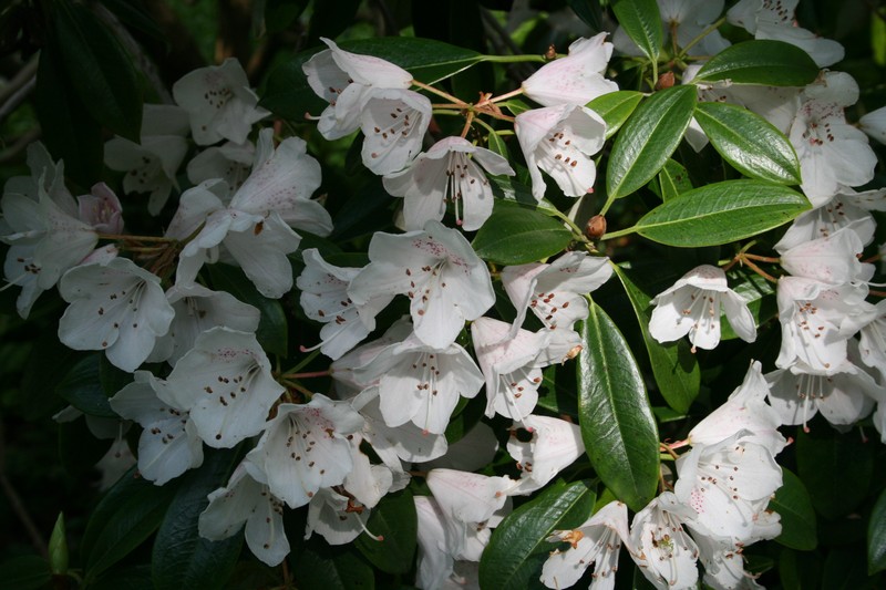 Rhododendron hypoglaucum