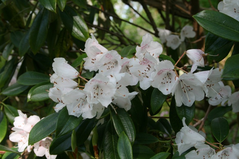 Rhododendron hypoglaucum photo 6
