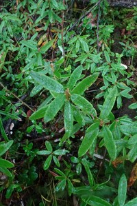Rhododendron hypoleucum