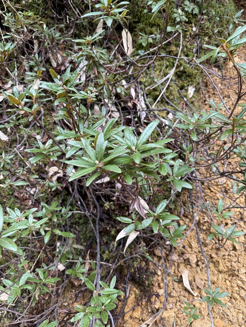 Rhododendron hypoleucum photo 2
