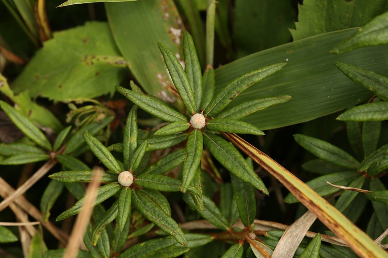 Rhododendron hypoleucum photo 3