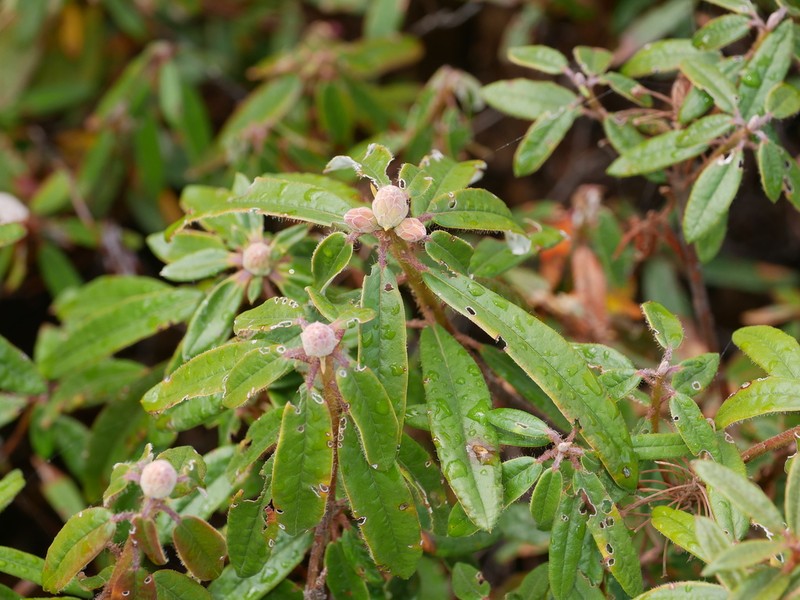 Rhododendron hypoleucum photo 4