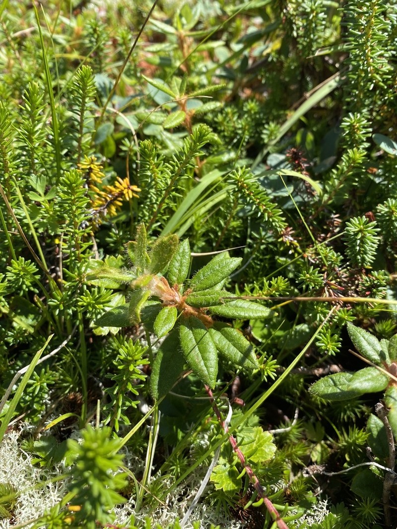 Rhododendron hypoleucum photo 5