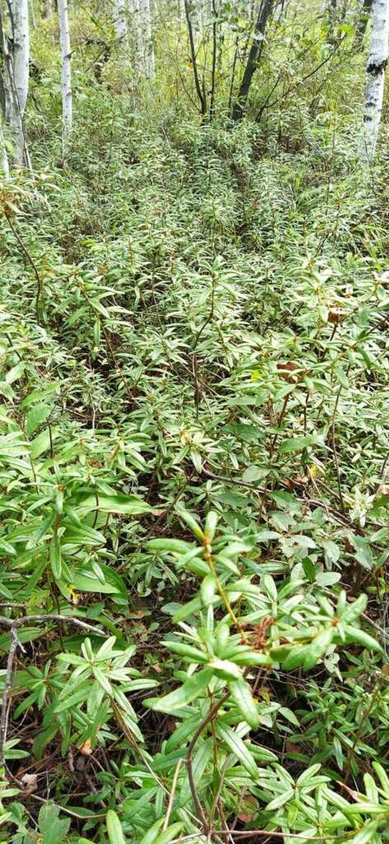 Rhododendron hypoleucum photo 6