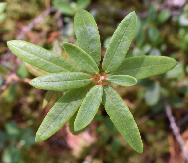 Rhododendron hypoleucum photo 7