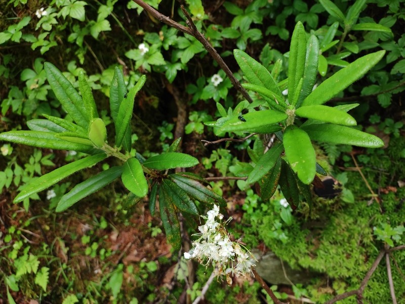 Rhododendron hypoleucum photo 8