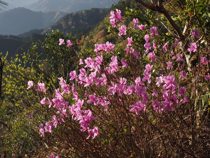 Rhododendron hyugaense