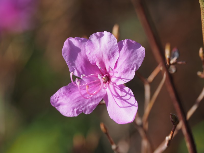 Rhododendron hyugaense photo 3