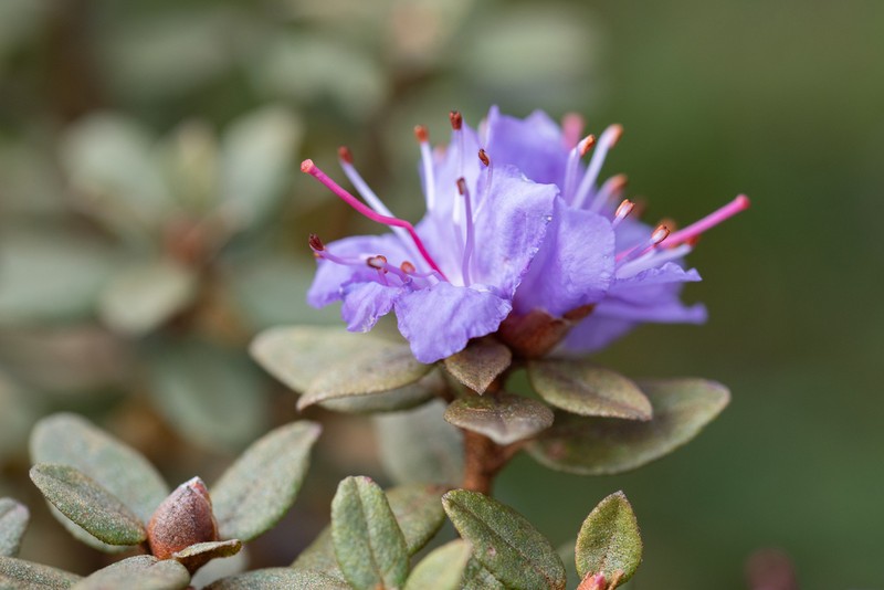 Rhododendron impeditum photo 2