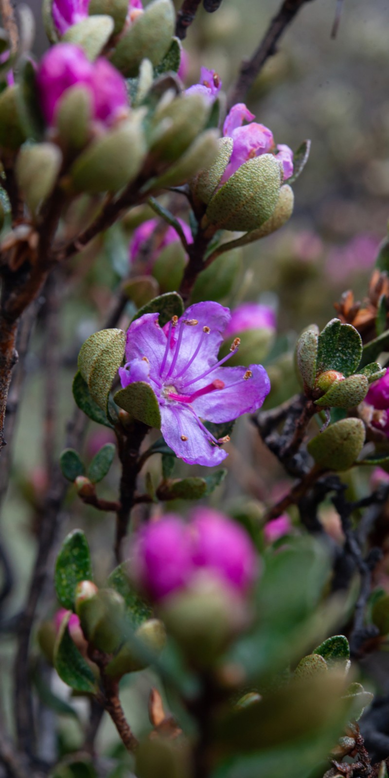 Rhododendron impeditum photo 3