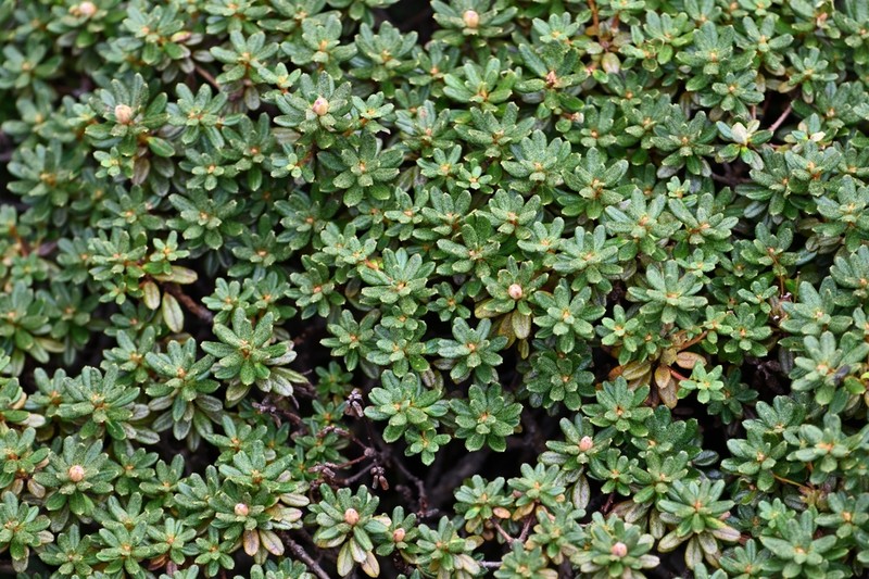Rhododendron impeditum photo 4