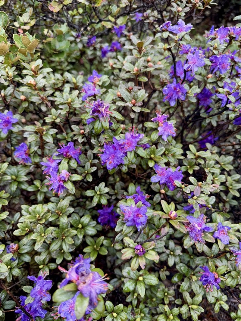 Rhododendron impeditum photo 5