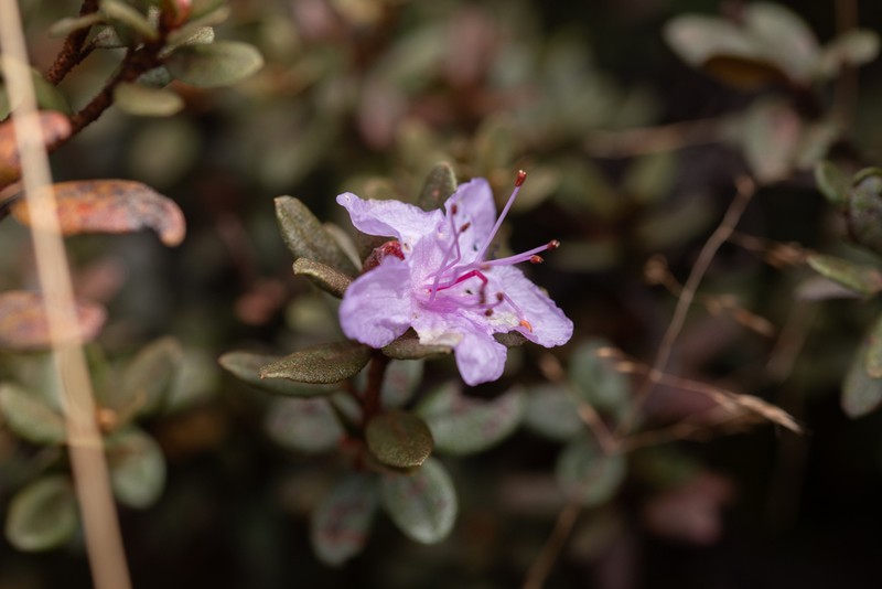 Rhododendron impeditum photo 6