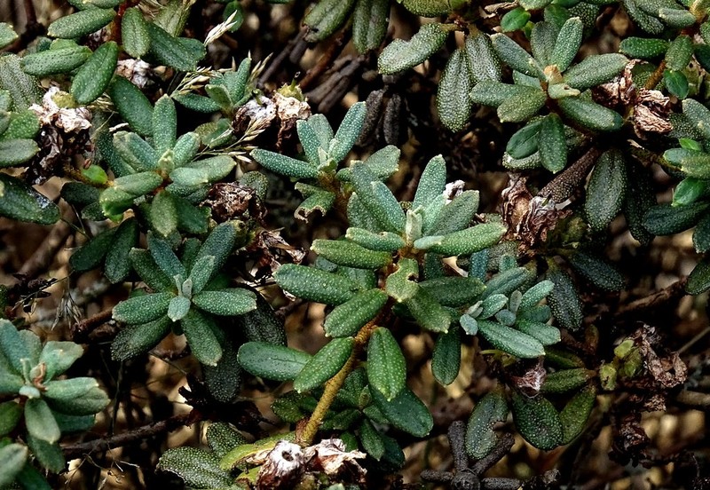 Rhododendron impeditum photo 7