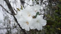 Rhododendron impositum