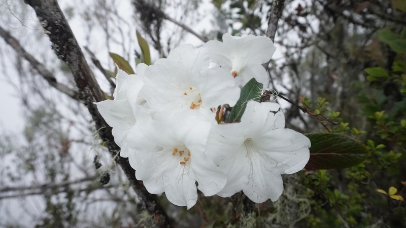 Rhododendron impositum