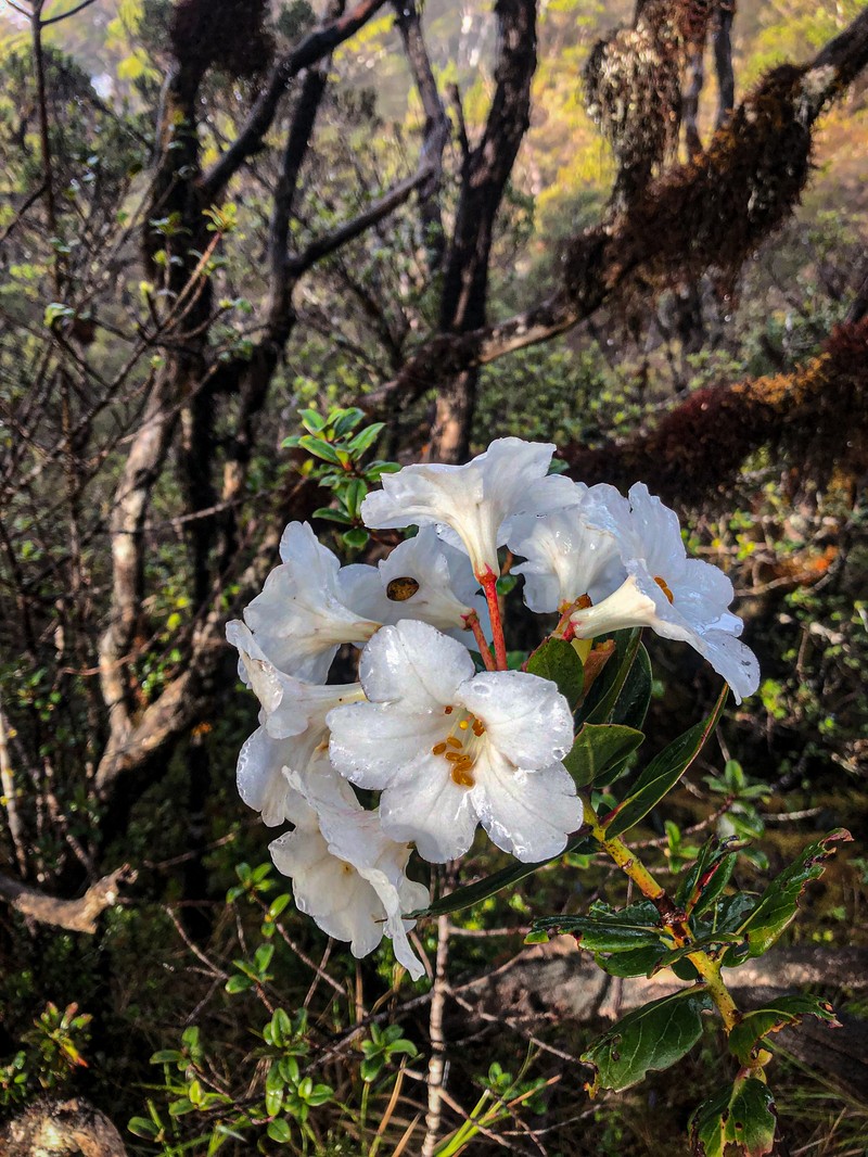 Rhododendron impositum photo 3