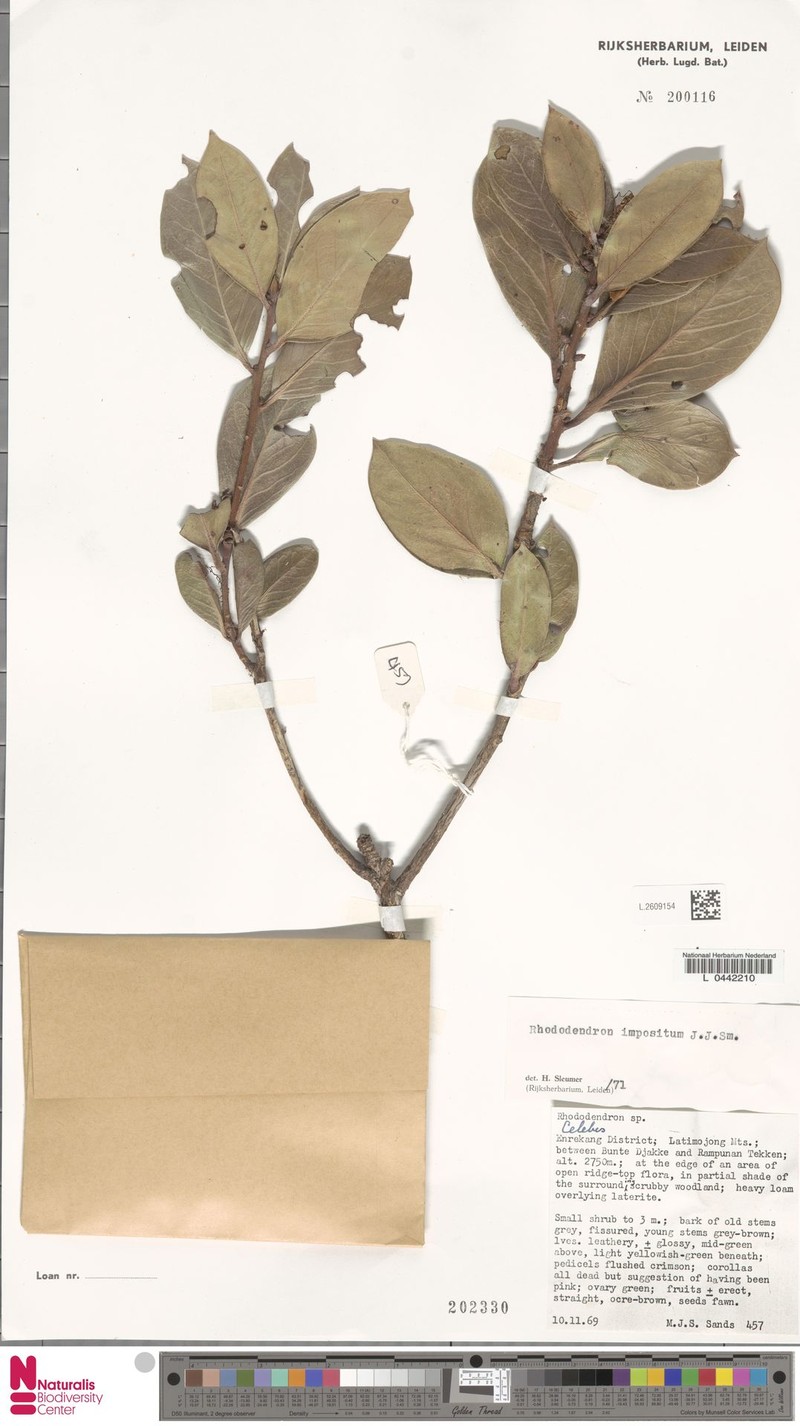Rhododendron impositum photo 5