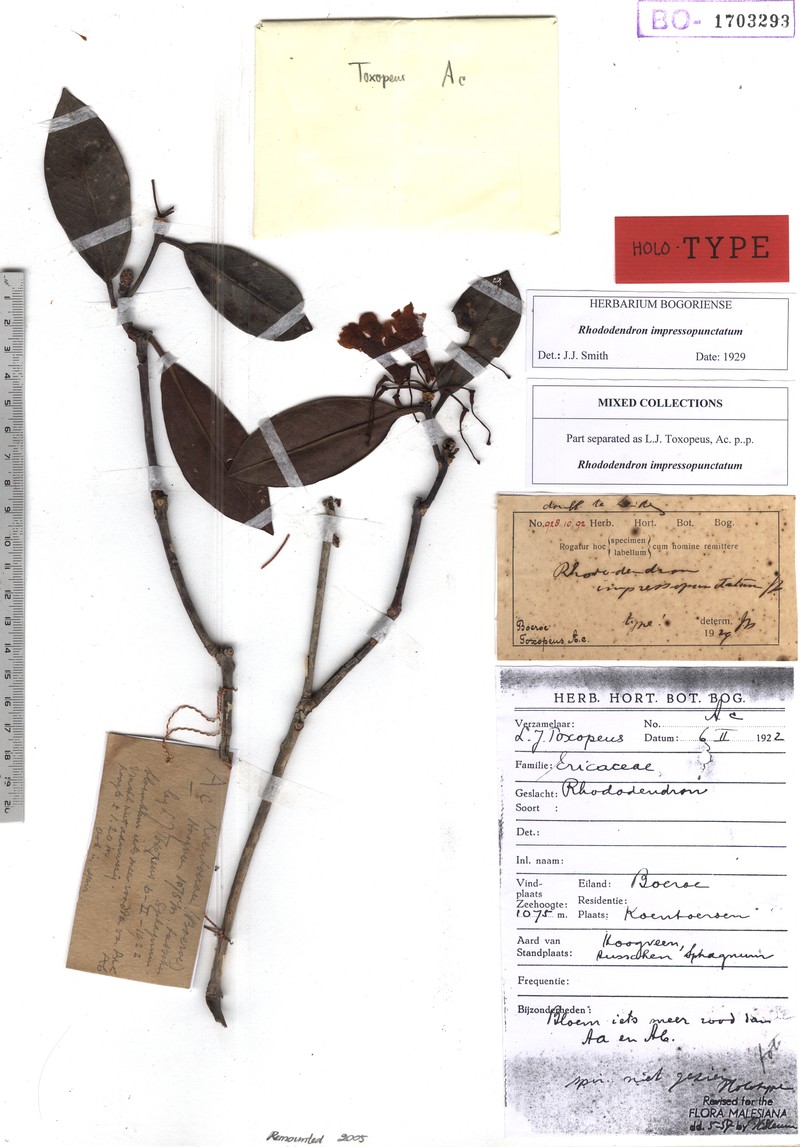 Rhododendron impressopunctatum