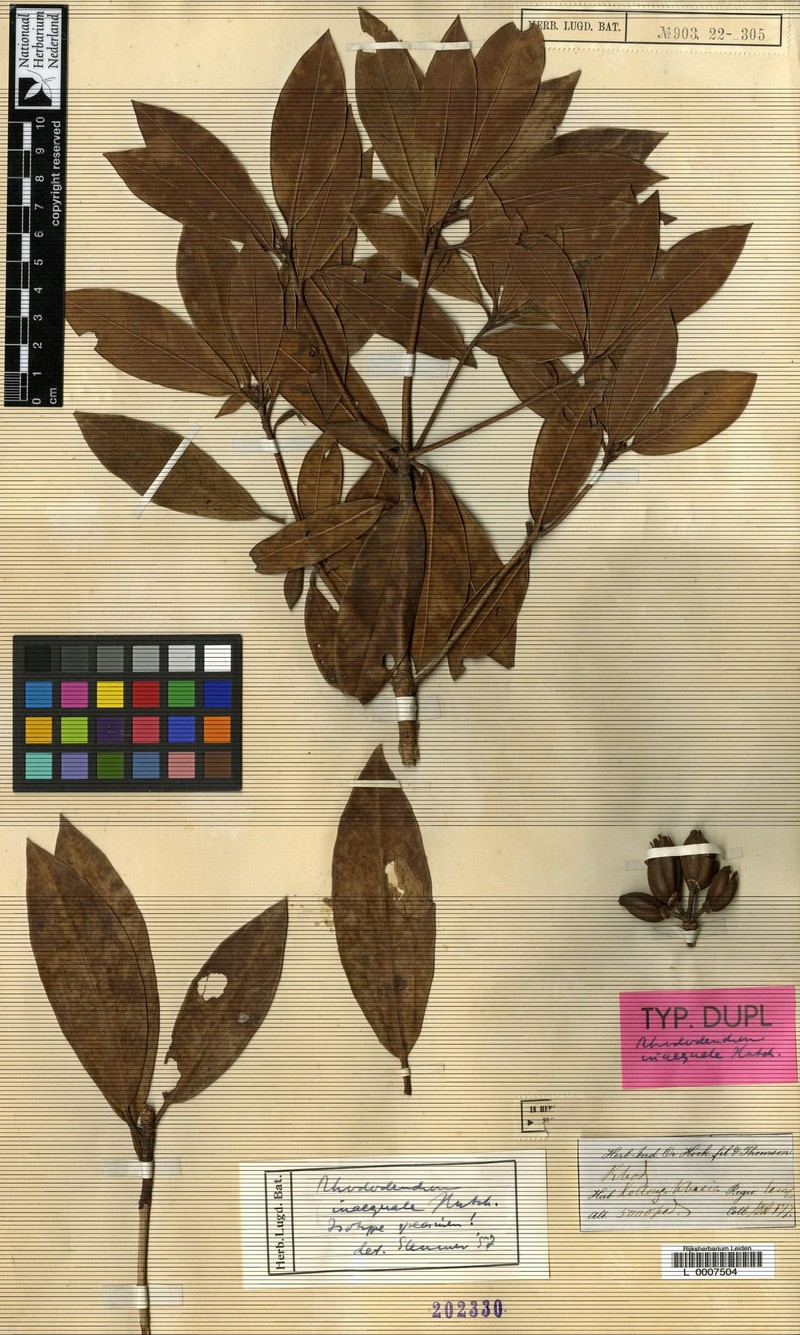 Rhododendron inaequale photo 2