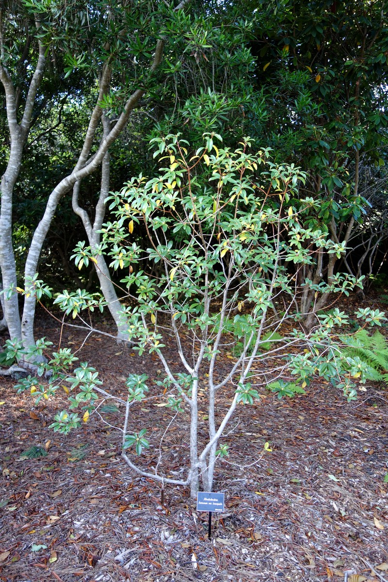 Rhododendron inaequale