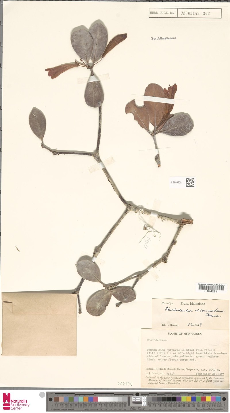 Rhododendron incommodum