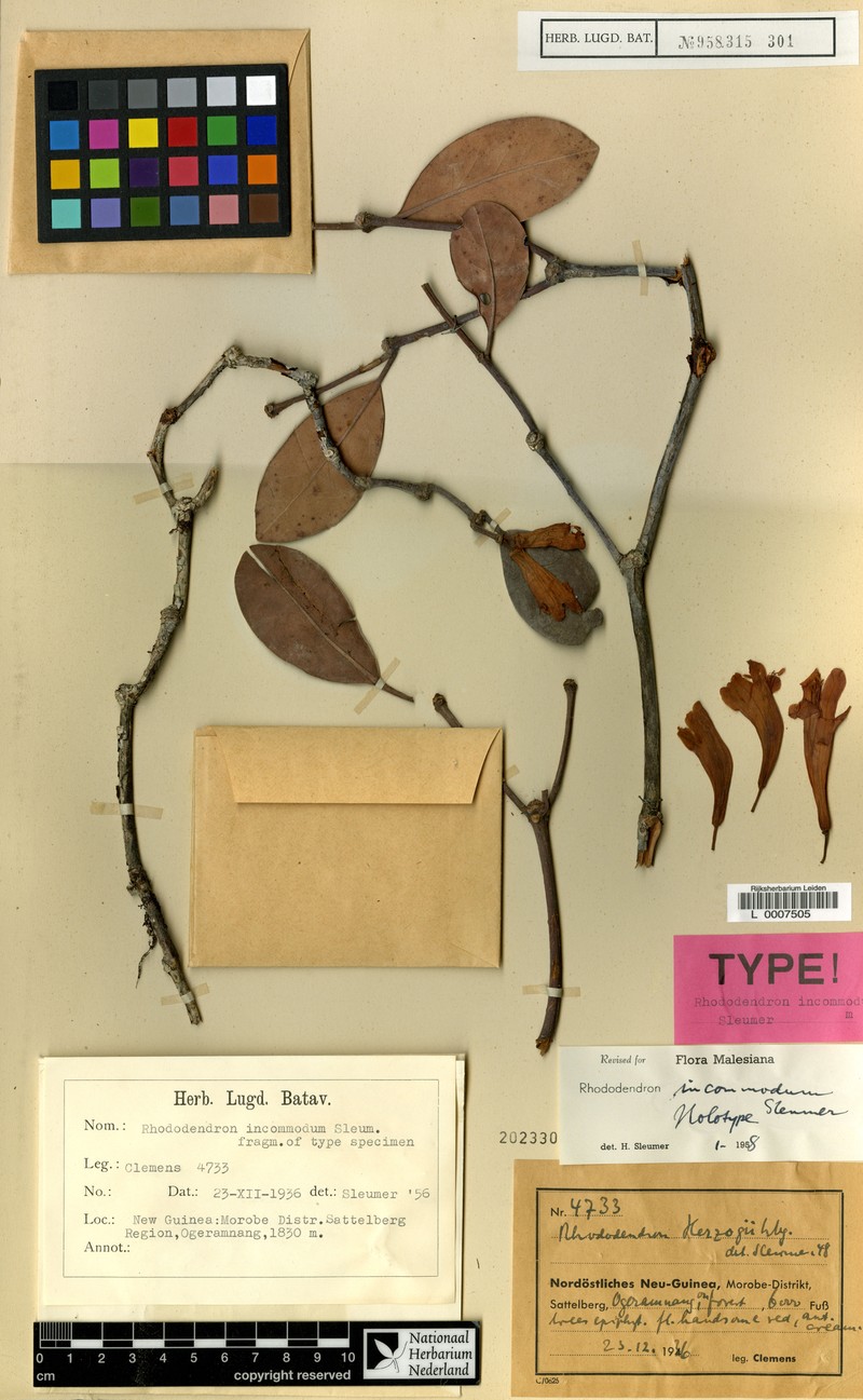 Rhododendron incommodum photo 2