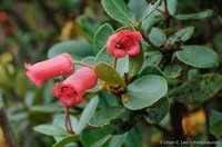 Rhododendron inconspicuum