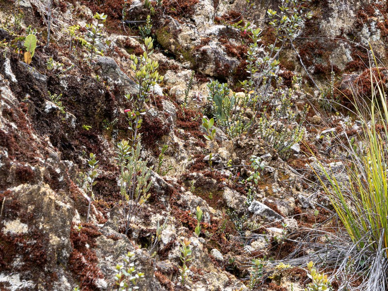 Rhododendron inconspicuum photo 2
