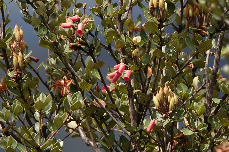 Rhododendron inconspicuum photo 3