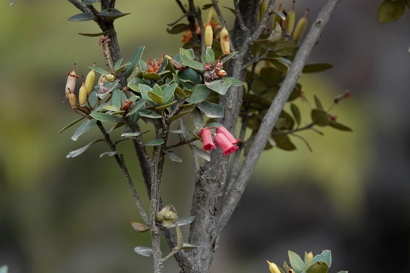 Rhododendron inconspicuum photo 4