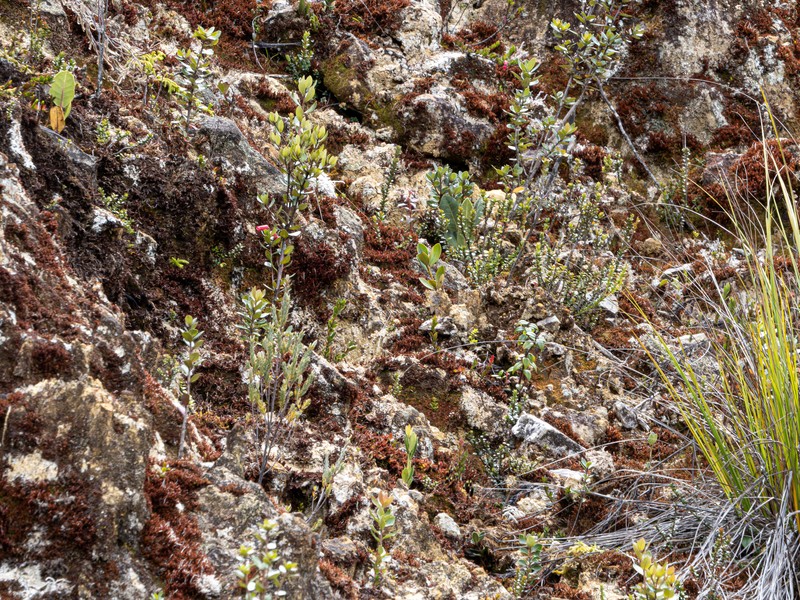 Rhododendron inconspicuum photo 6